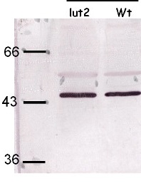 LCY | Lycopene beta-cyclase (chloroplastic) in the group Antibodies Plant/Algal / Photosynthesis / Carotenoid metabolism at Agrisera AB (Antibodies for research) (AS15 3079)